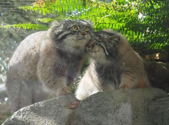 two manuls on a rock, one is snuggling his nose under the others' chin.