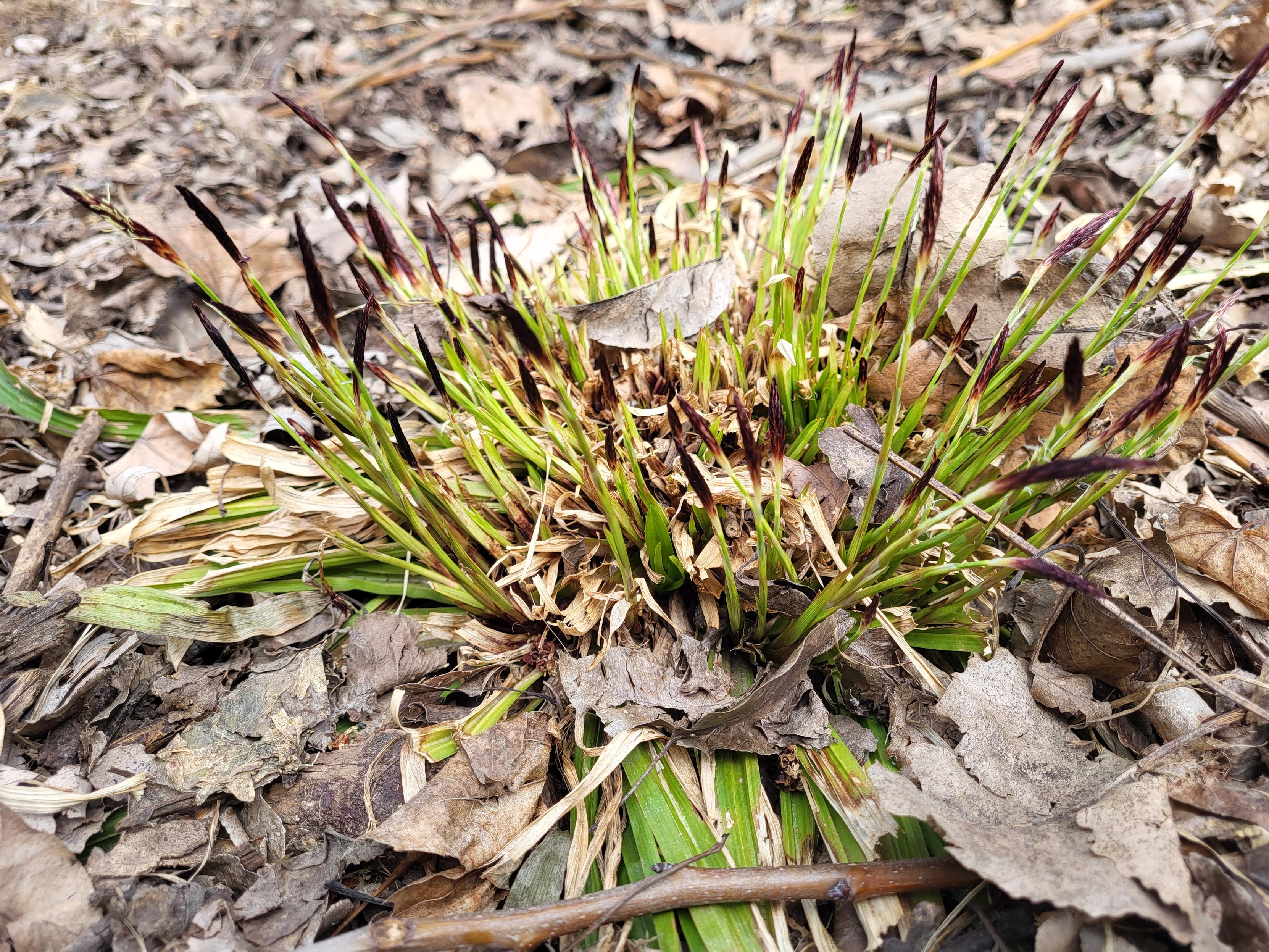 A close up of a clump of plantain-leaved sedge surrounded by dried leaves. The broad grass-like leaves are either flattened against the ground or missing because of rabbit activity. But little thin green flower stalks stick up with dark purple flower tips.