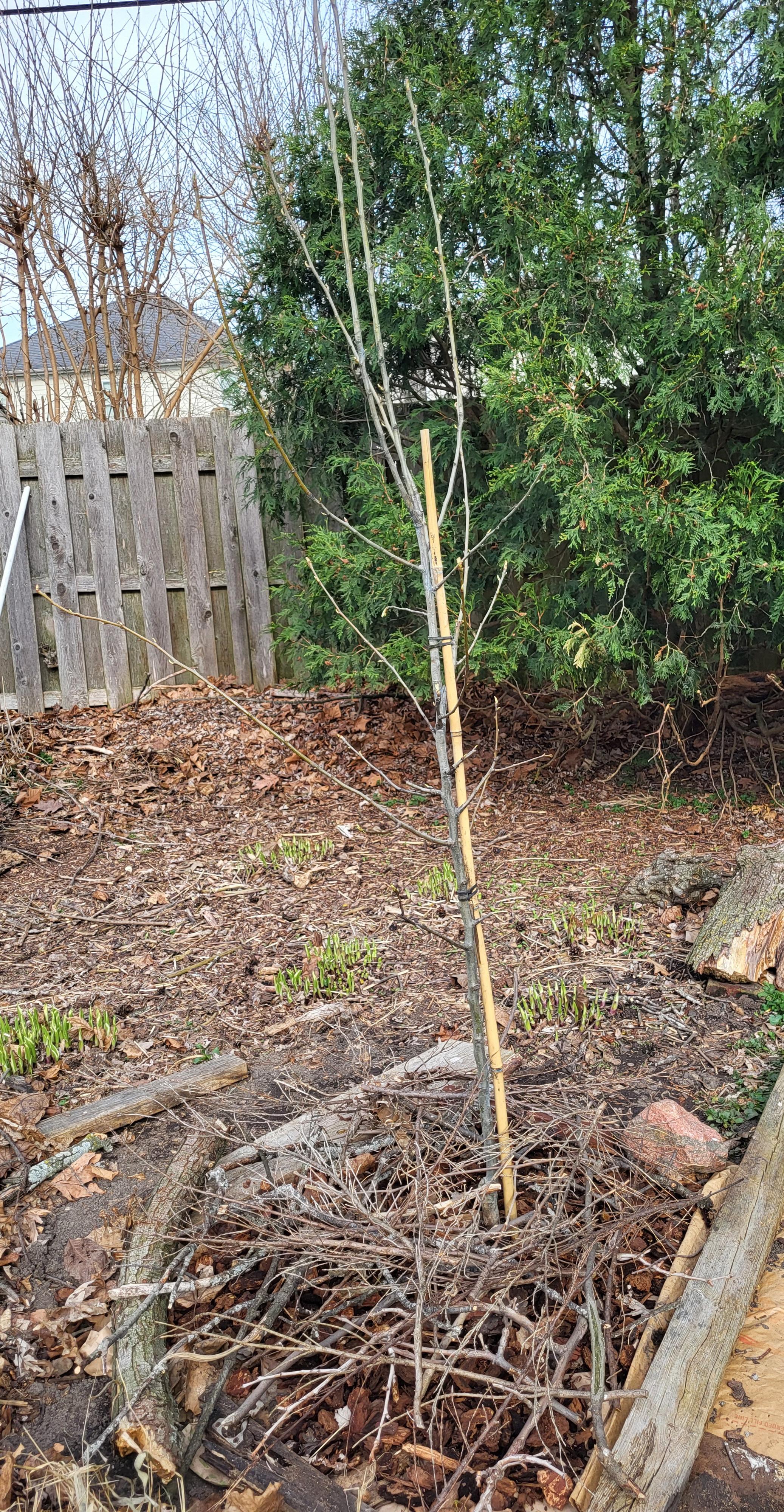 A backyard scene from April 12 featuring a newly planted anjou pear tree. Very tiny buds of green are on the skinny branches. A pile of prickly sticks and rocks are around the base to keep the animals away. A wooden fence and an evergreen tree are in the background. The ground is brown with clumps of hostas just starting to emerge from the ground.