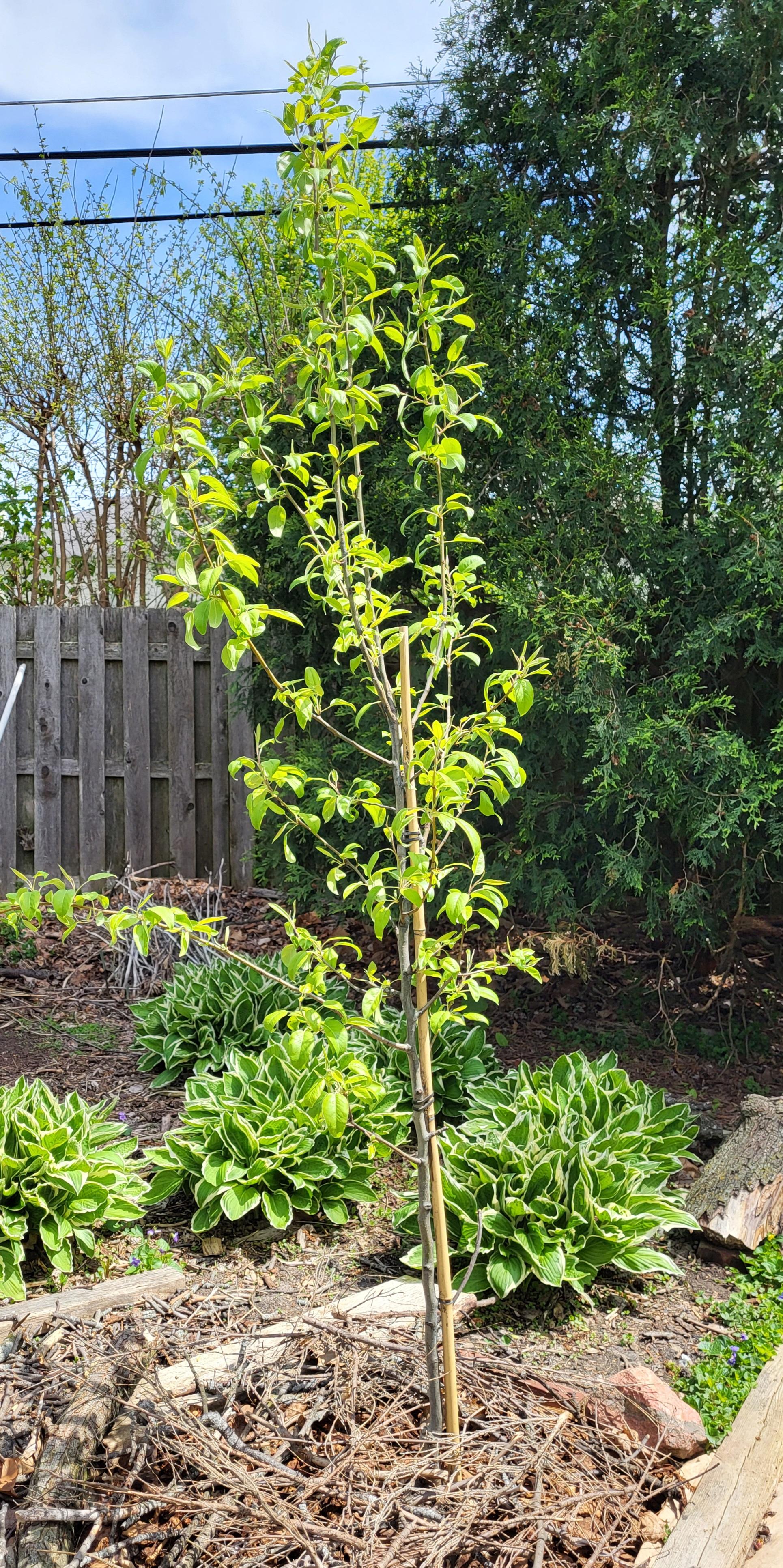 A backyard scene from April 26 featuring a newly planted anjou pear tree. Young leaves are greening out on the skinny branches. A pile of prickly sticks are around the base to keep the animals away. A wooden fence and an evergreen tree are in the background. The hostas have their foliage, covering up the brown ground. The tree is already two feet taller than just 10 days ago.