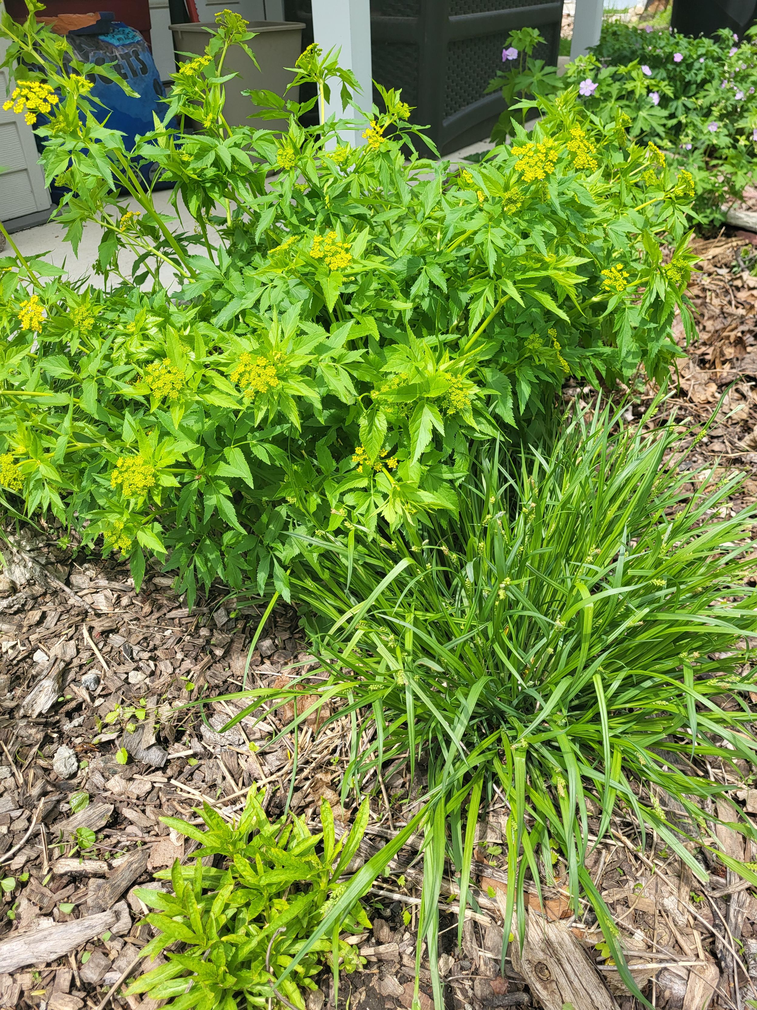 A garden bed area with golden alexanders filling out and intertwined on one side with a clump of woodland sedge. The golden alexander has florets of yellow starting out. The sedges have their flower stalks up as well.

Also in the photo is a bit of cardinal plant low to the ground and purple flowers of wild geraniums in the background.

The plant bed is wood mulched and there are random tubs, bags, and other garden items in the concrete walking area in the back of the photo.
