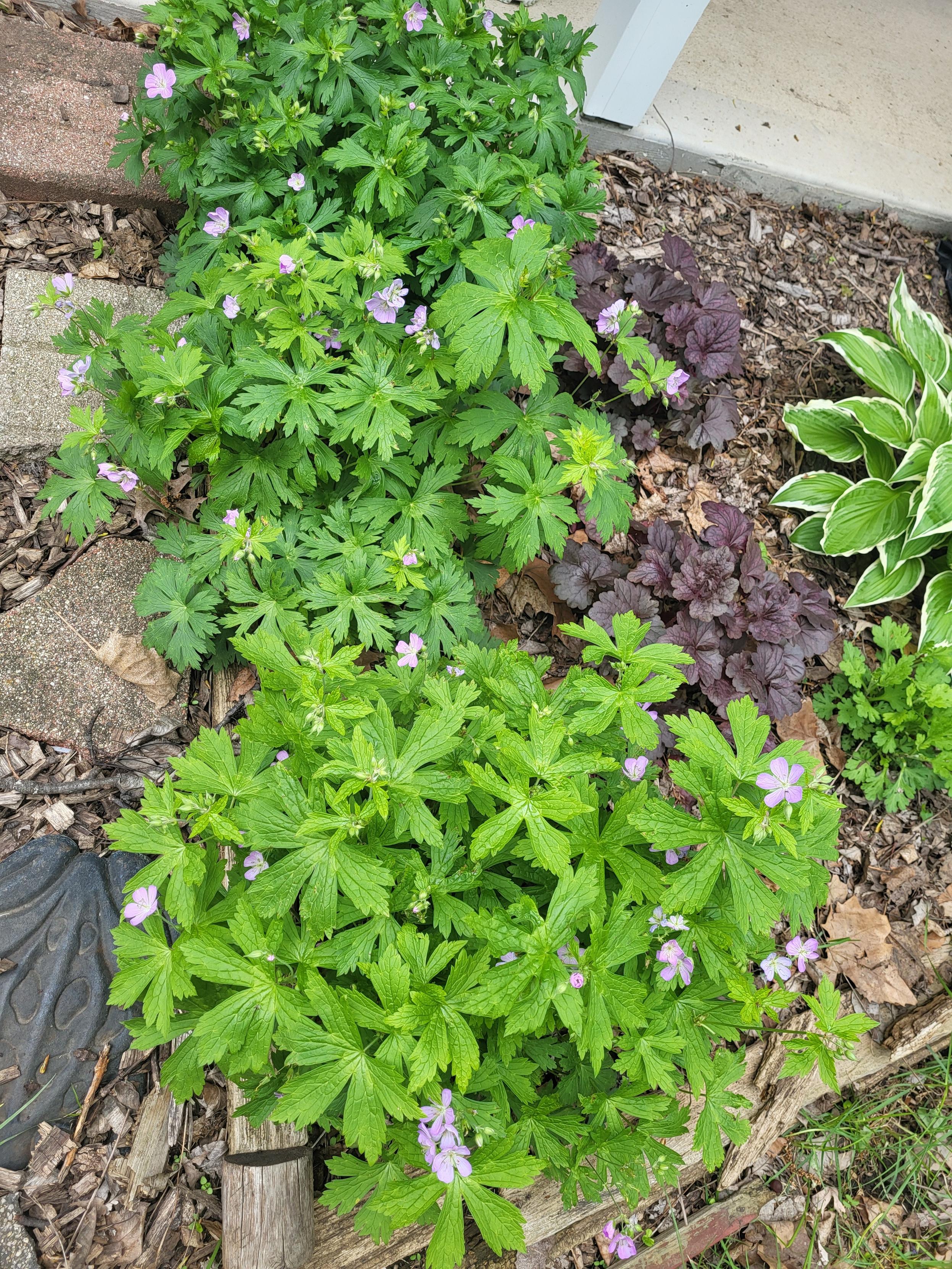 Vertical photo of a plant bed next to two walkways. Three wild germanium plants are the focus. The green leaves fill out the edge of the bed and small light purple flowers peek out amidst the green. Two purple coral bells, a hosta, and the green leaves of a mum are also in the photo, off to the side.
