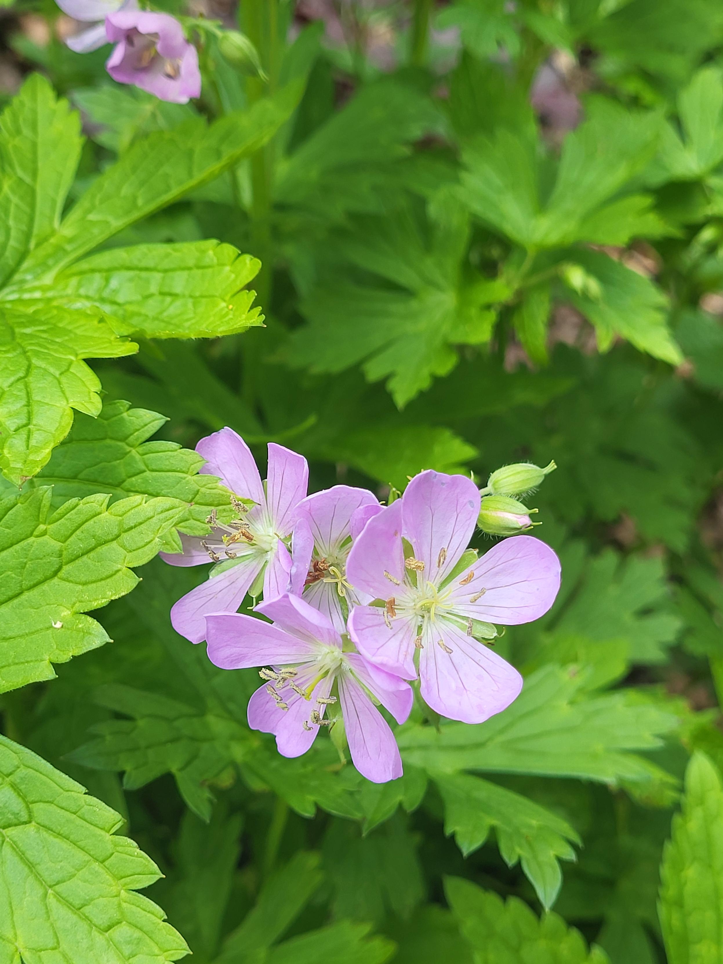 Close up of three wild geranium flowers, light purple against the green leaves in the background.