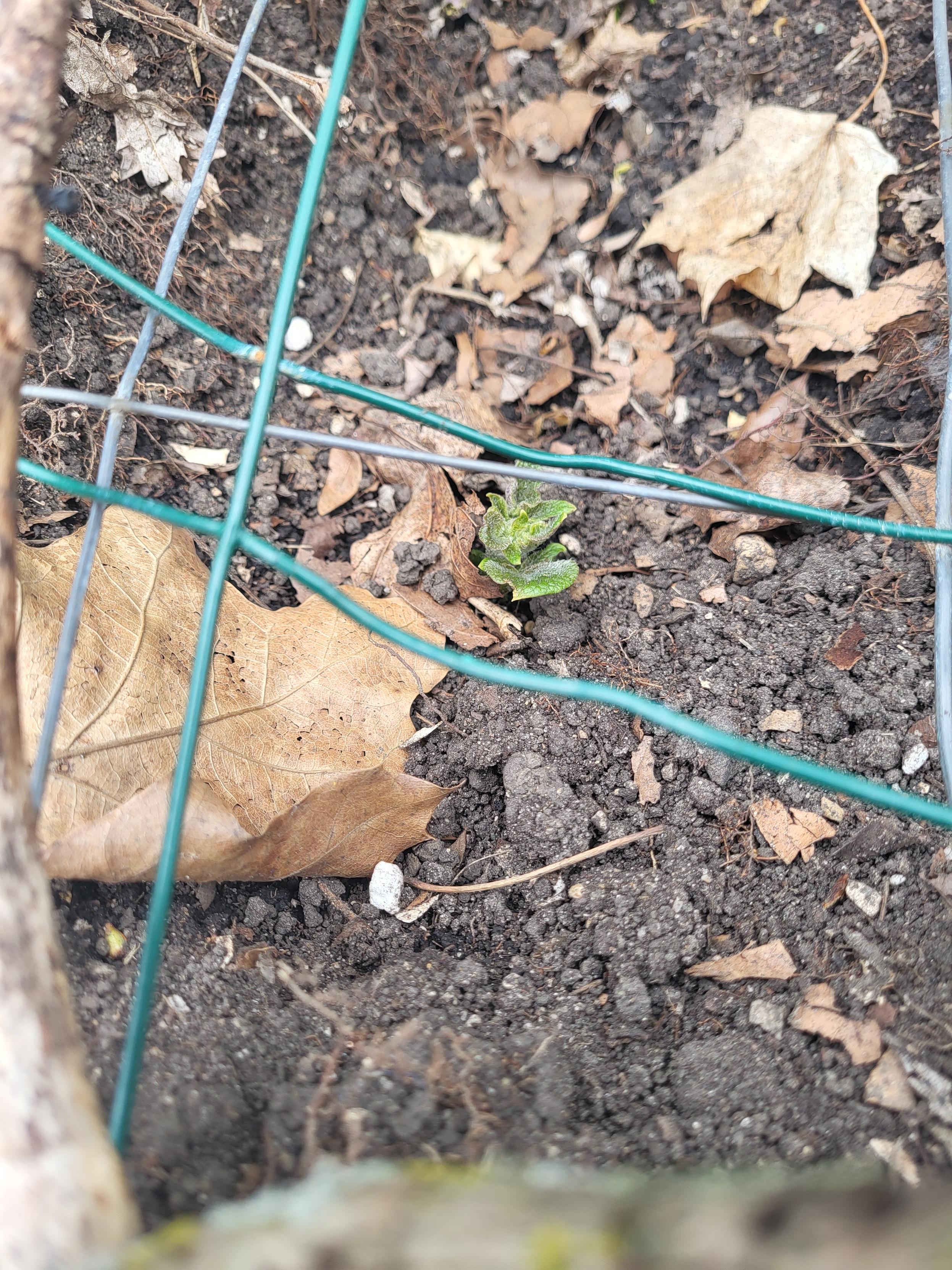 A little spec of green against soil and pieces of dried leaves. It's a little potato plant under some wire, used to prevent animals from digging at it.