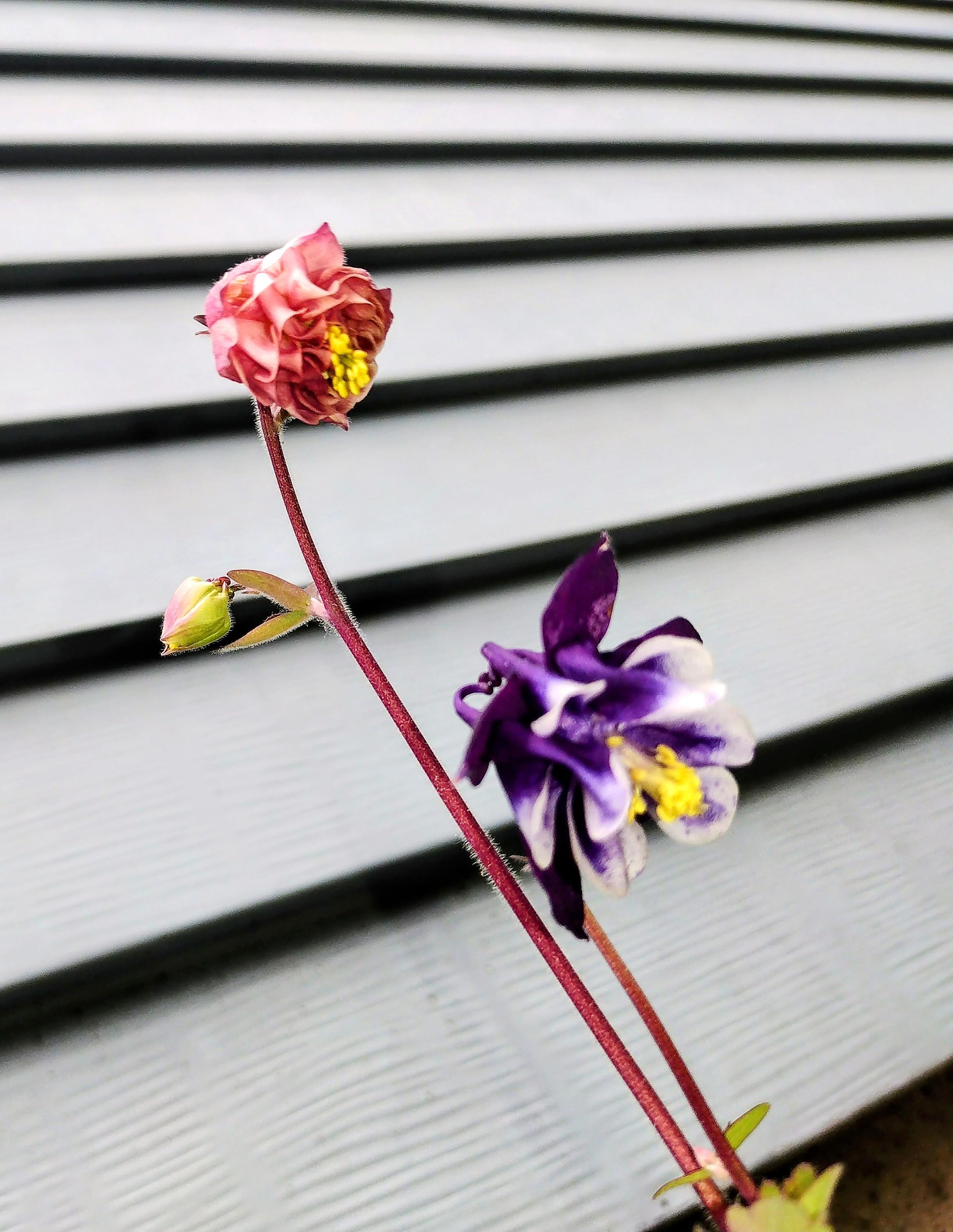 Two Columbine blossoms against drab blue siding.
