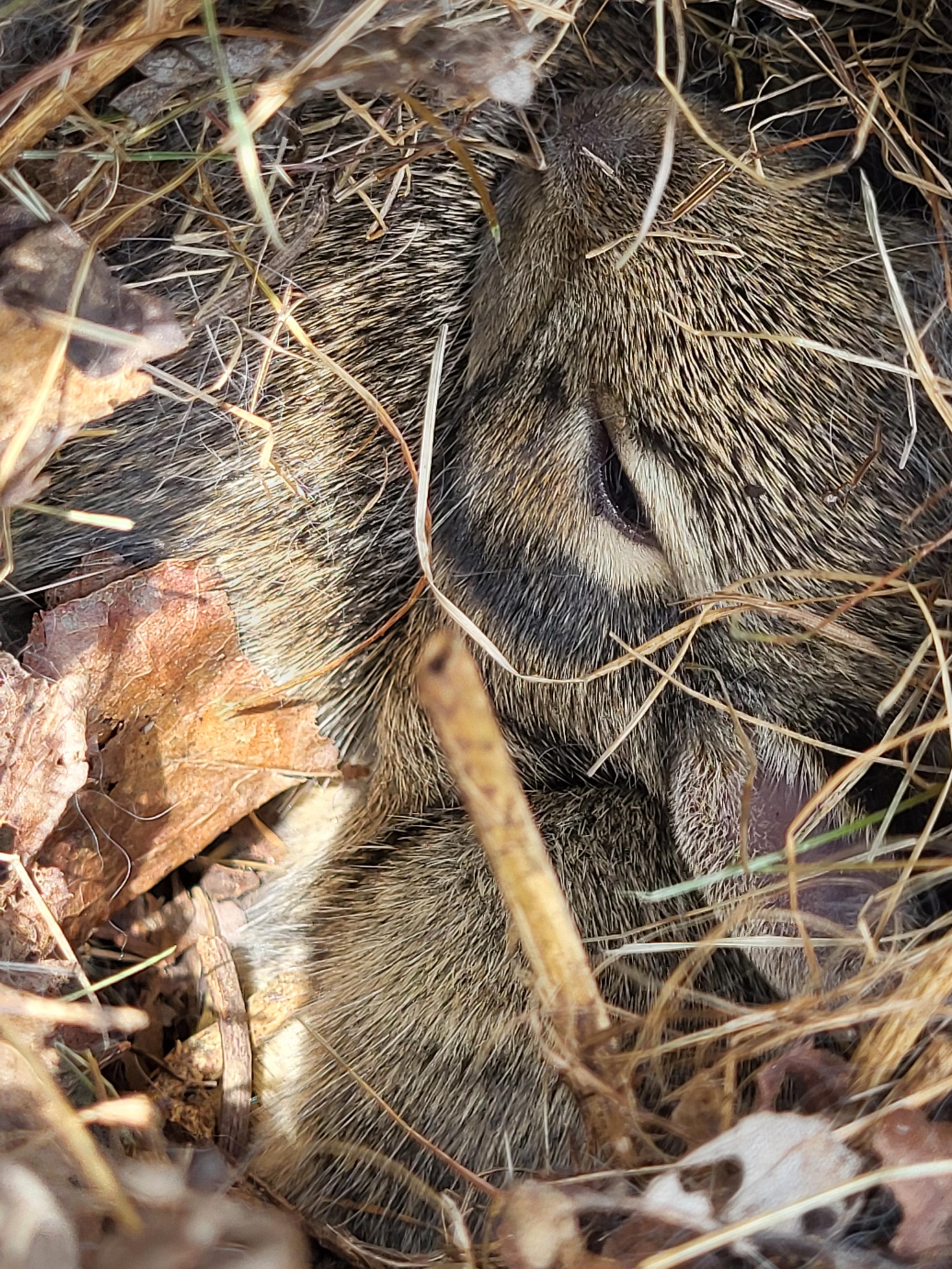 Close up of a rabbit nest established in a compost bin. One rabbit head is identifiable, with brown fur and one eye, one ear showing. Two other rabbits are only curled up plump bodies along side.