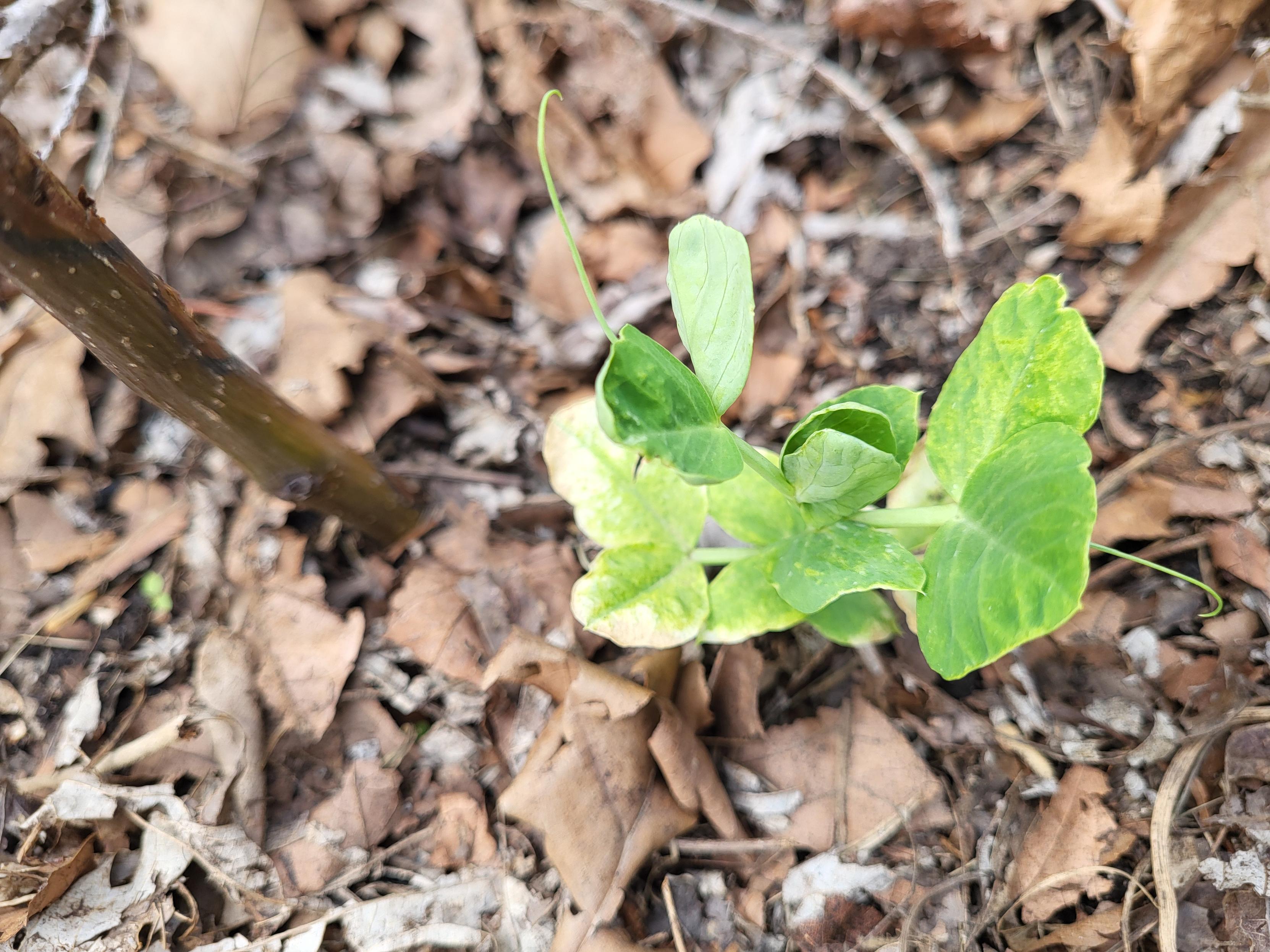 A little pea plant in a leaf mulched garden bed. It's leaves are white and curled from cold damage.