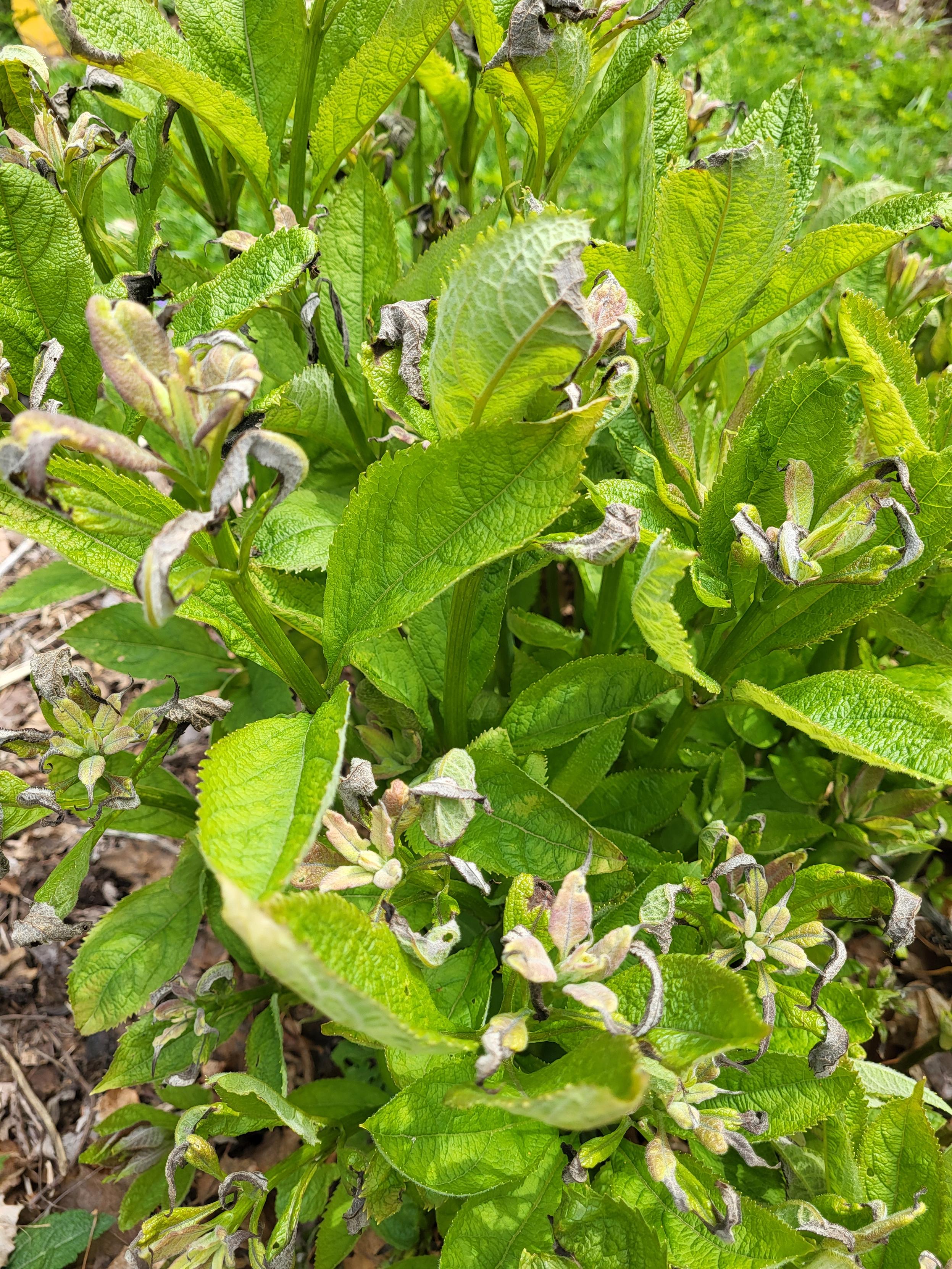 A photo filled with the green leaves of Joe Pye plants. There are sections of white, curled, damaged leaves from the cold.