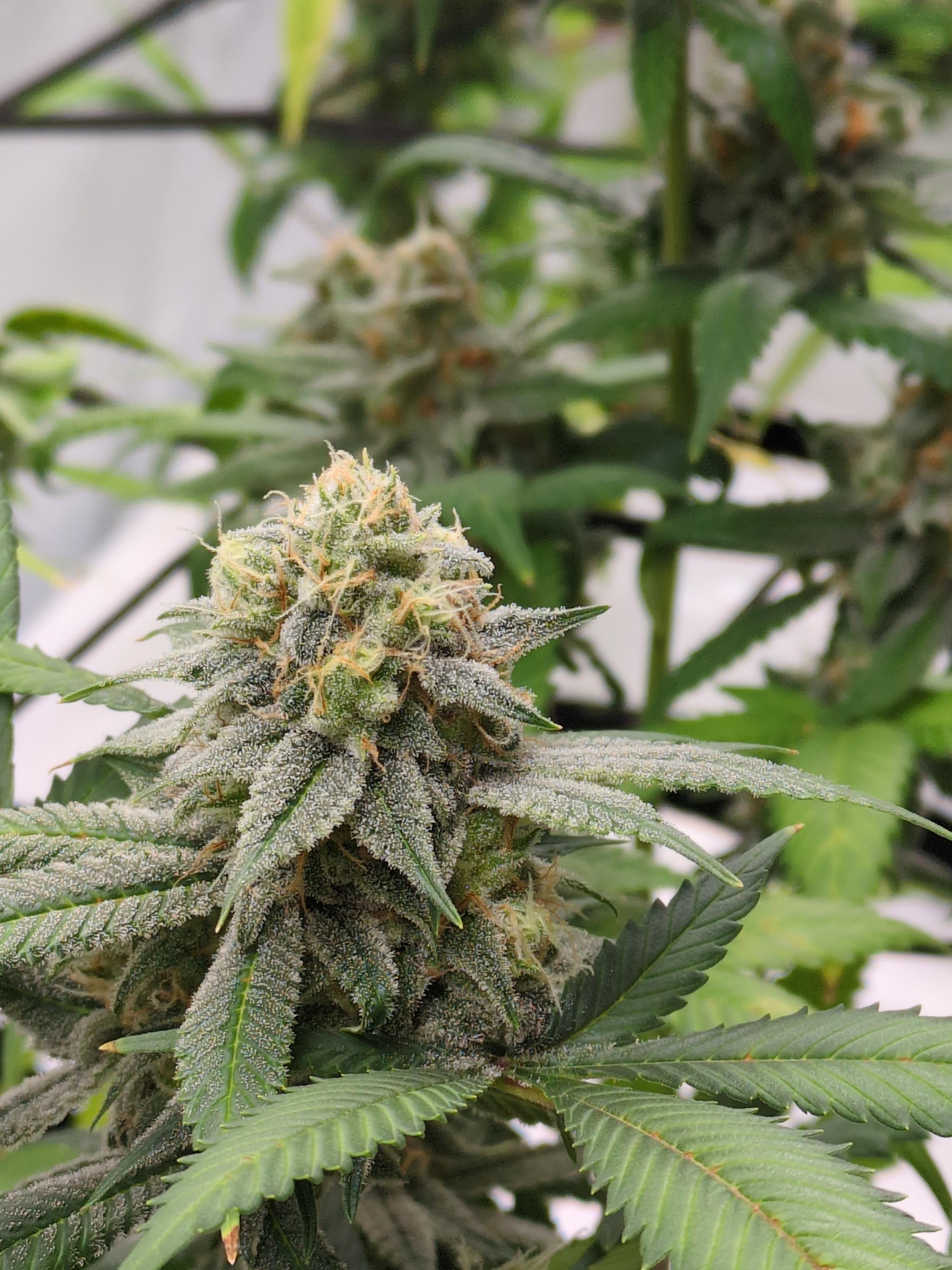 A close-up view of a cannabis plant in mid-flower stage.