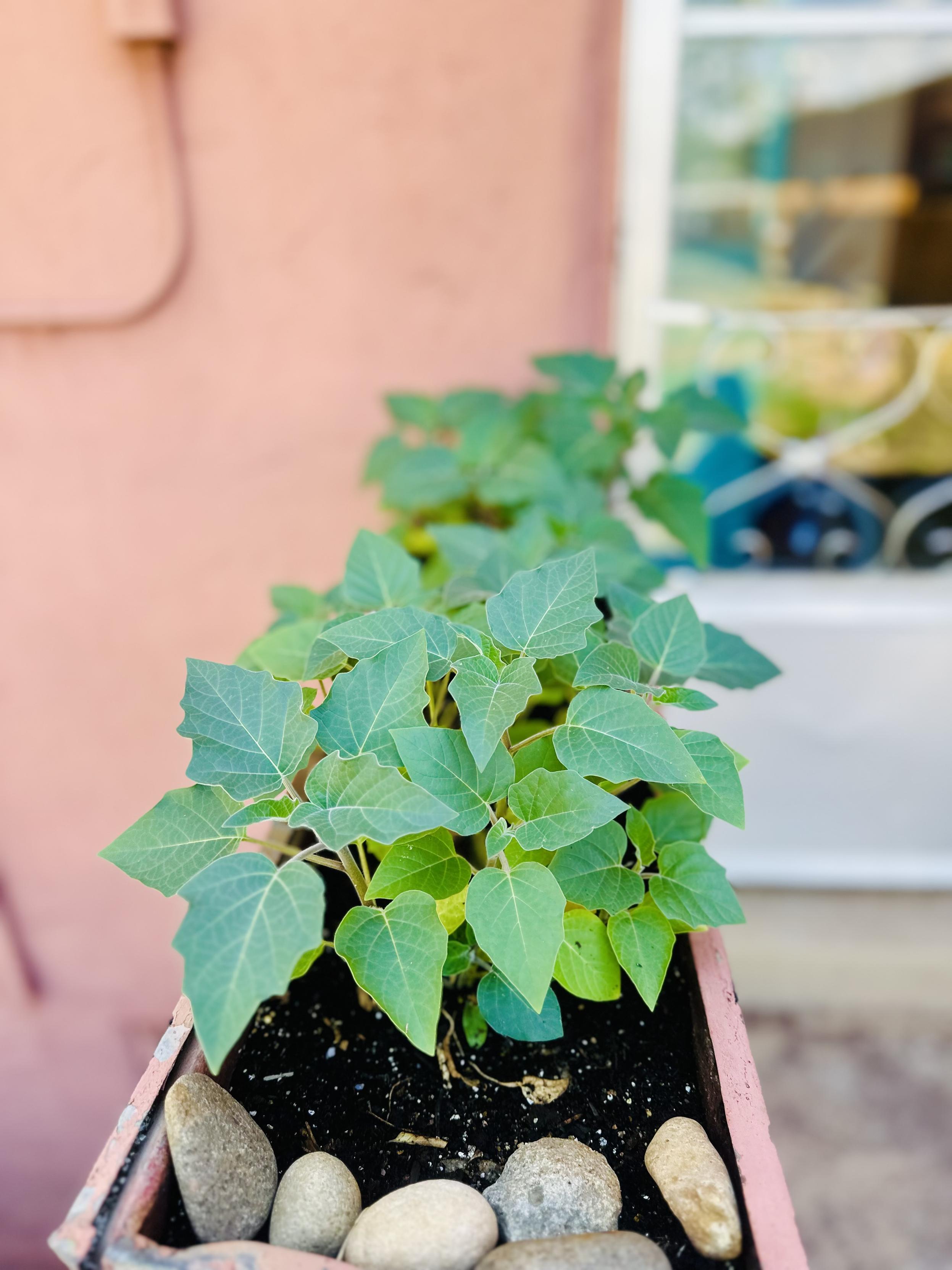 A planter containing vibrant green leaves, with smooth stones in the bottom, sits against a pink wall. In the blurred background, a window is partially visible.
