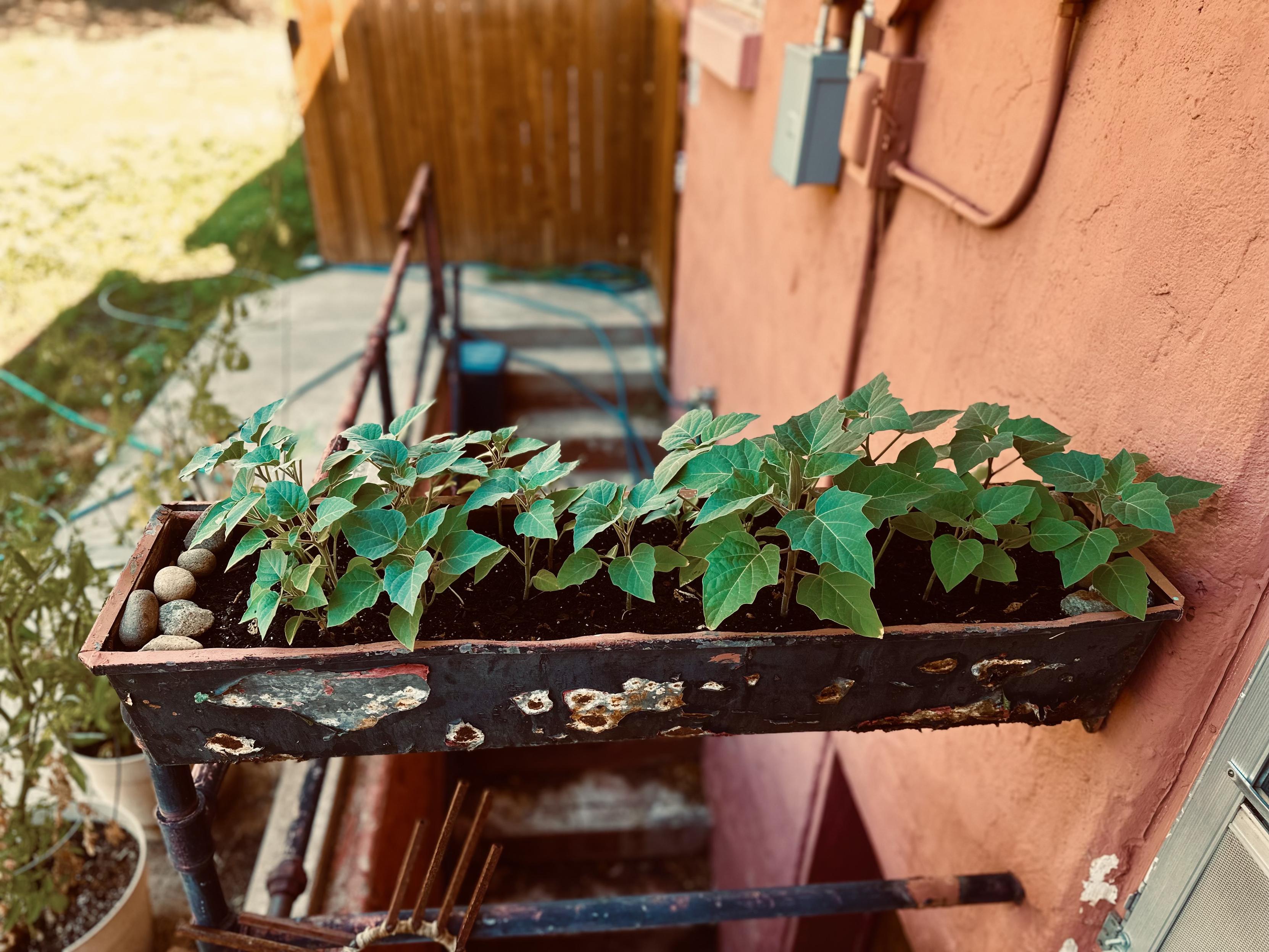 A planter box with several green plants, positioned against a wall. The planter shows signs of wear, and there are small rocks along one side. In the background, there is a stairway and a wooden fence.