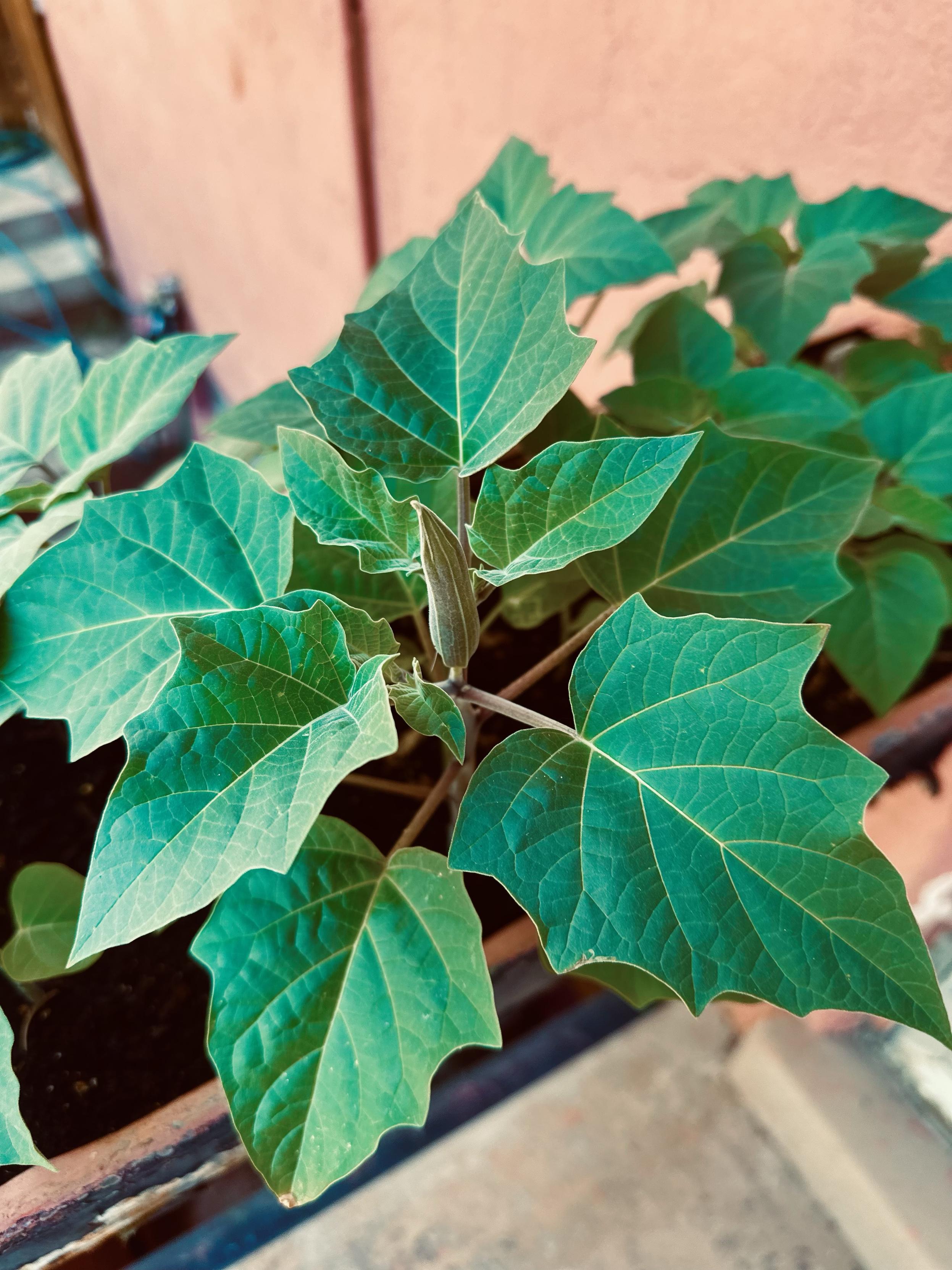 A close-up image of green leaves on a plant, with a visible new bud forming. The background features a light-colored wall.