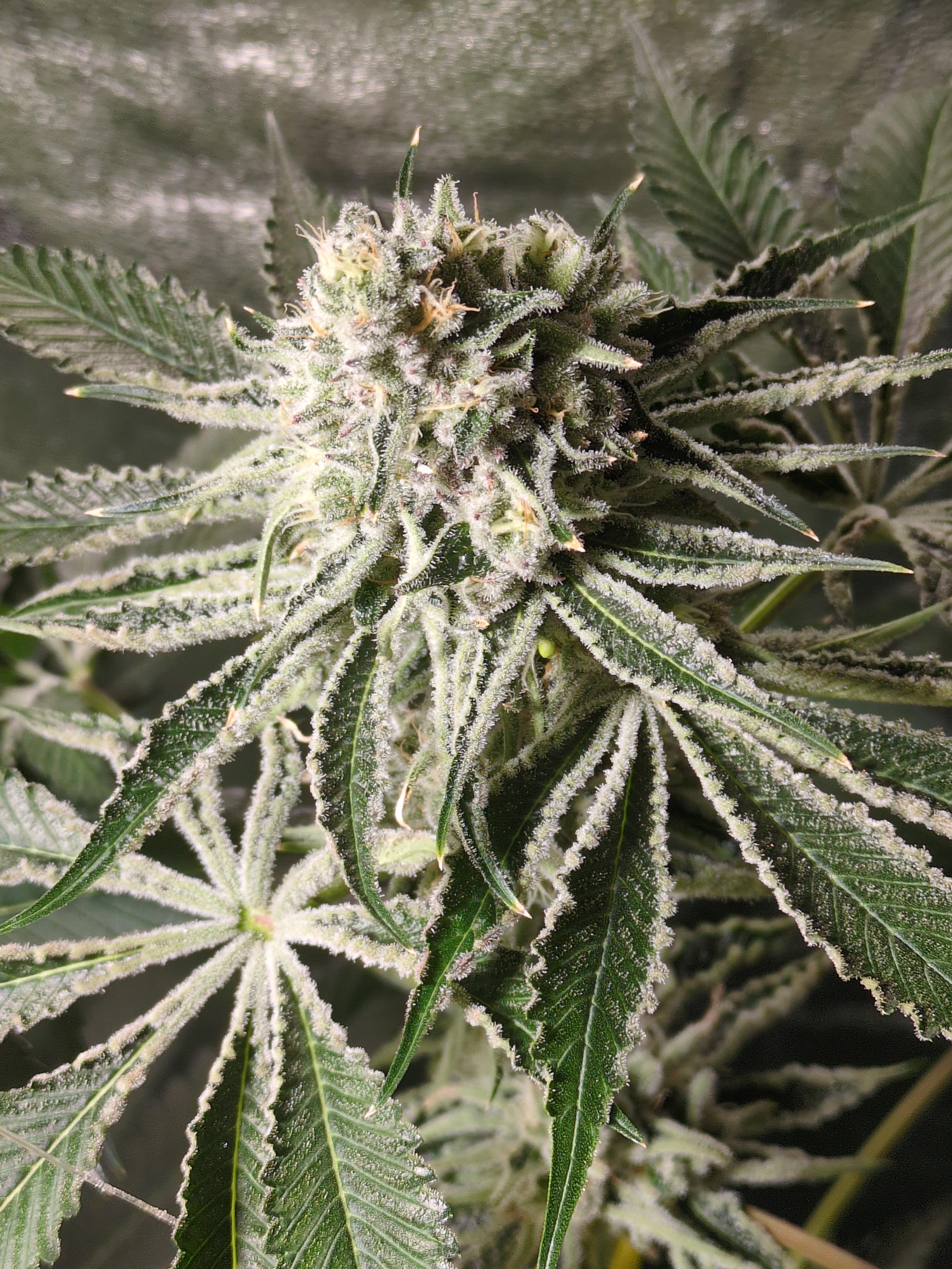 An overhead close-up view of a cannabis plant in a late flowering & ripening stage. Emphasis on the unusually abundant trichome crystals covering her buds and leaves.