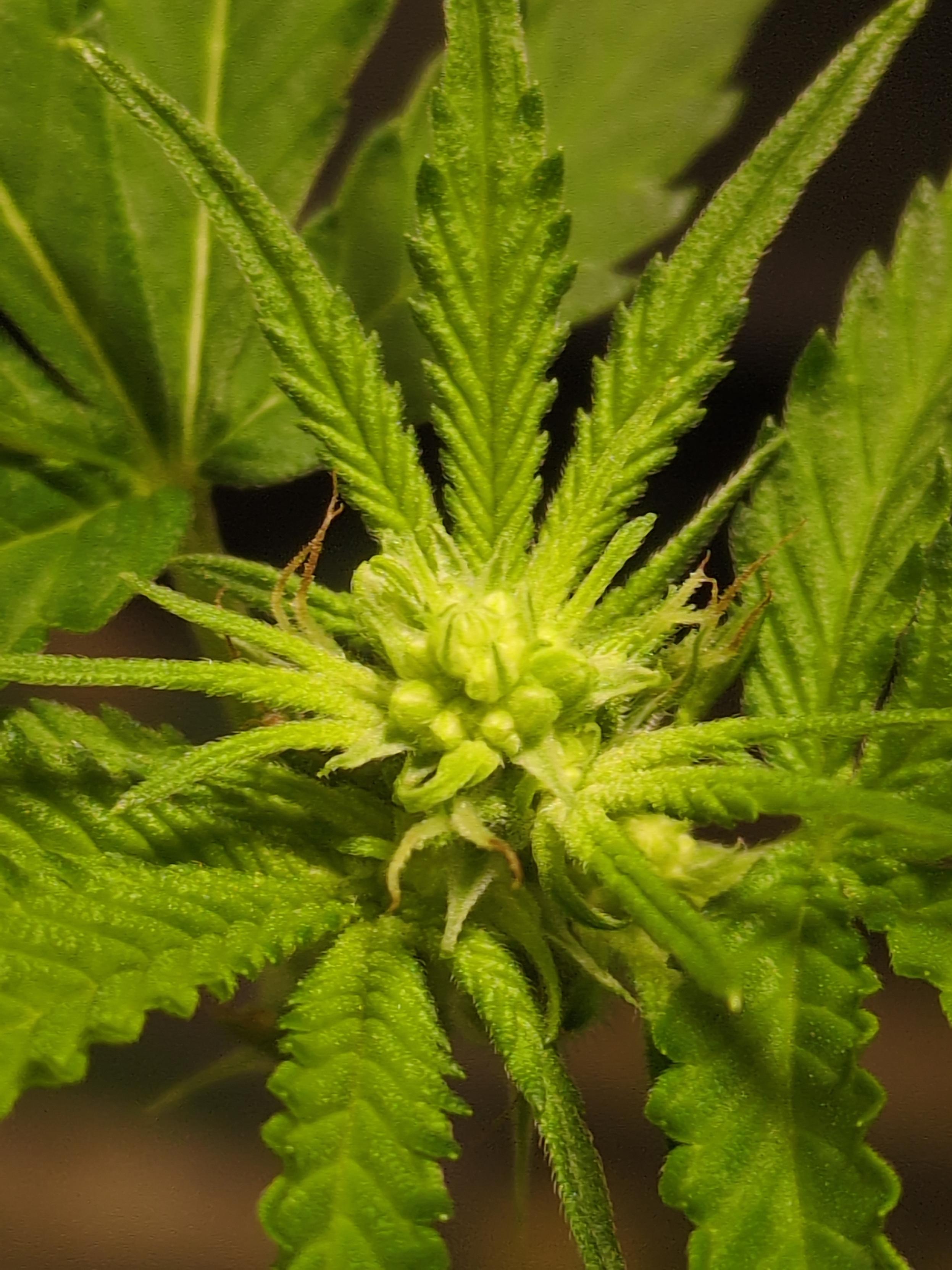 A close-up view of a cannabis plant bud site that is producing both male and female parts.