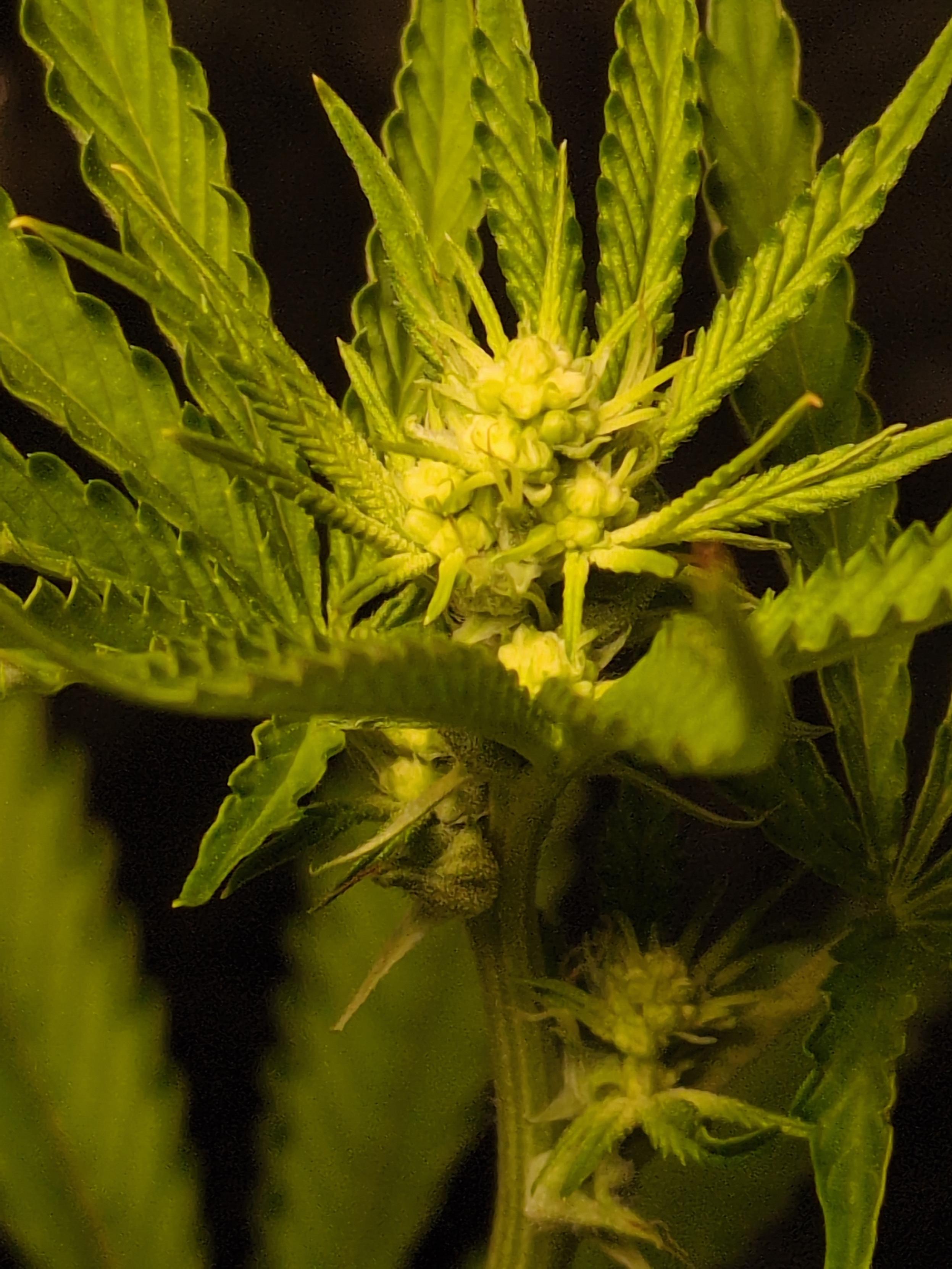 A close-up view of a female cannabis plant that has been treated to produce pollen as if it were a male.
