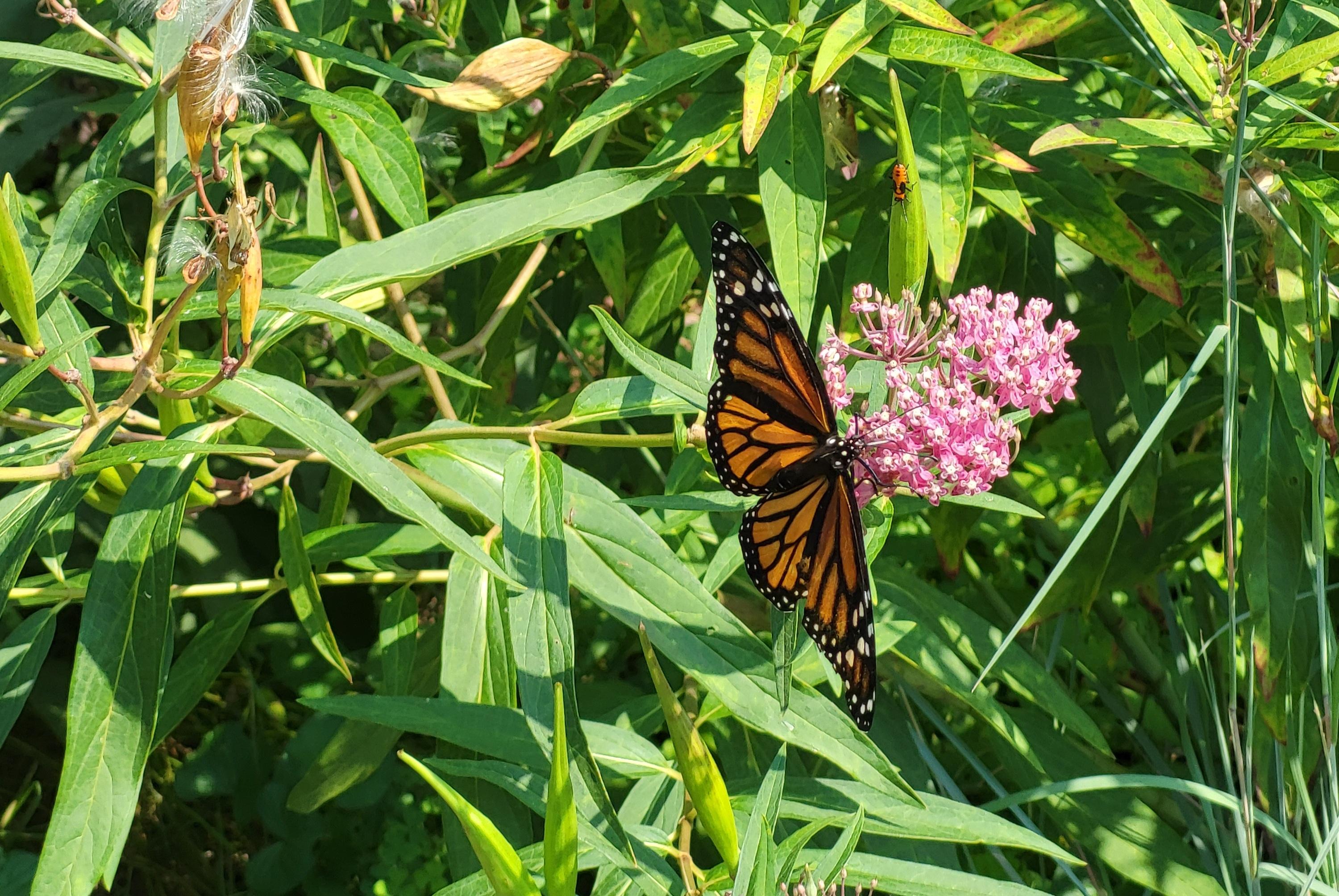 A female monarch butterfly has wings open on a swamp milkweed flower cluster. Other parts of the photo show a flower seed pod already opened with white whispy seeds ready to take off with the wind. A large milkweed bug nymph shows up red and black against a closed green seed pod.